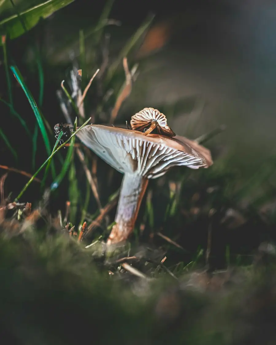 Festival Voilà a Valsavarenche, quattro giorni tra arte e biodiversità