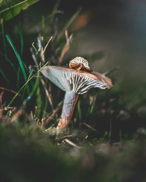 Festival Voilà a Valsavarenche, quattro giorni tra arte e biodiversità