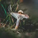 Festival Voilà a Valsavarenche, quattro giorni tra arte e biodiversità
