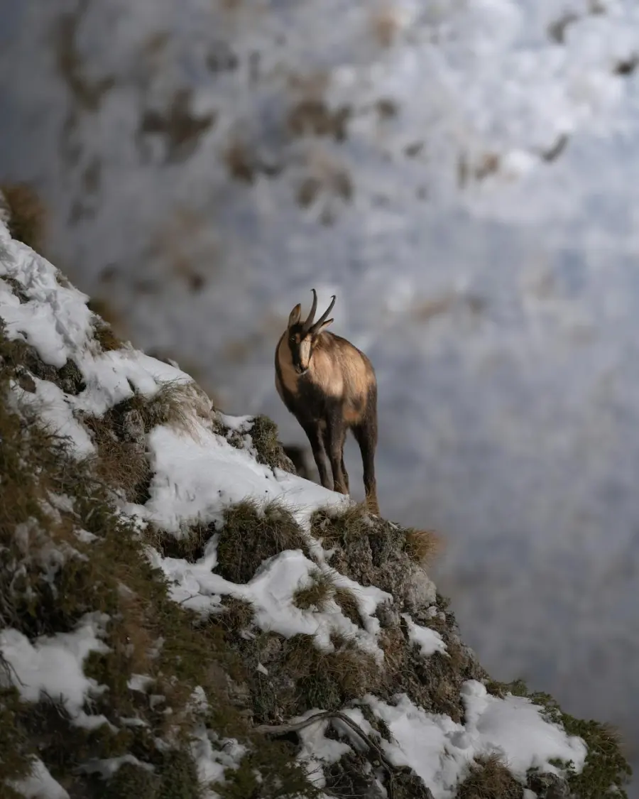 Chamois senza auto: guida al borgo alpino della Valle d’Aosta