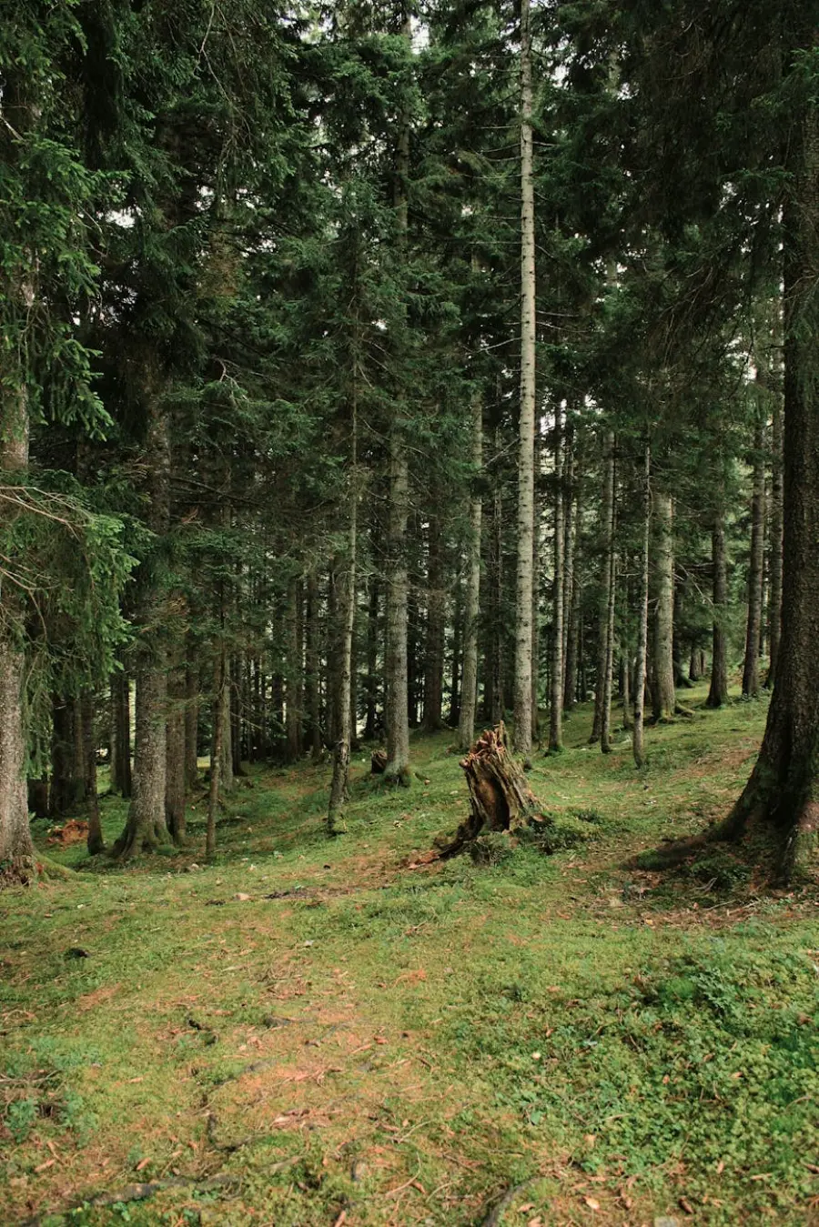 Celtica Valle d’Aosta, al via le prevendite per la 30ª edizione nel Bosco del Peuterey