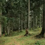 Celtica Valle d’Aosta, al via le prevendite per la 30ª edizione nel Bosco del Peuterey